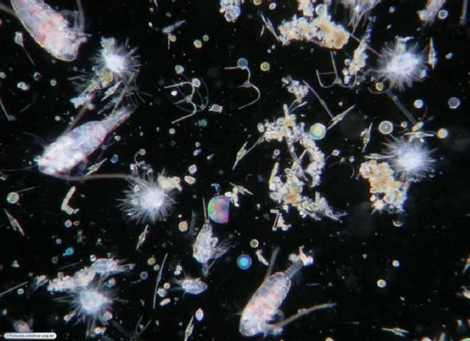 plancton vivo_bioluminescência